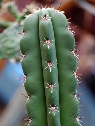 Stenocereus_stellatus